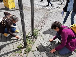 Krautschau, Pflanzen bestimmen