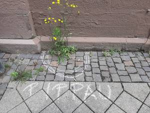 Pippau, Krautschau